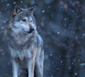 В Мурманской области увеличилась популяция волков
