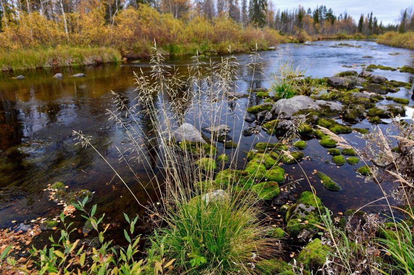 Вода оленегорск. Река письем. Оленегорск природа. Оленегорск река. Природа Оленегорска фото.