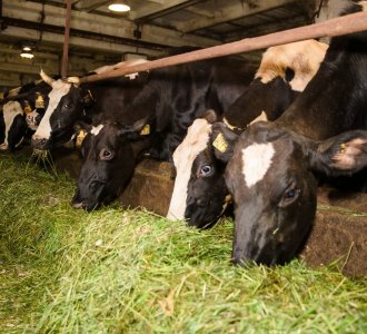 В Мурманской области ставка на коровье молоко будет увеличена более чем на 50%