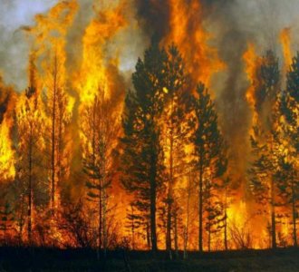 Под Оленегорском тушат крупный лесной пожар