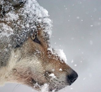 В Оленегорске волка не обнаружили